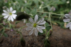 Drymaria stereophylla