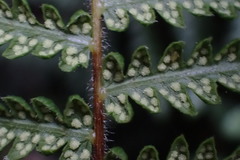Amauropelta rudis