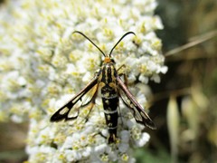 Chamaesphecia bibioniformis