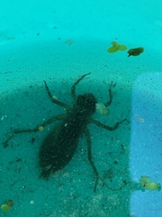 Gomphus vulgatissimus