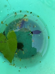 Gomphus vulgatissimus