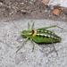 Noble Bright Bush-Cricket - Photo (c) Fabian A. Boetzl, some rights reserved (CC BY-NC), uploaded by Fabian A. Boetzl