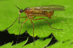 Empis trigramma