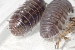 Venezillo microphthalmus