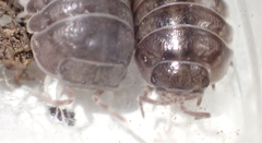 Venezillo microphthalmus