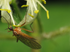 Empis trigramma