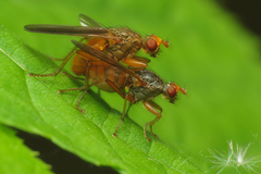 Scathophaga inquinata