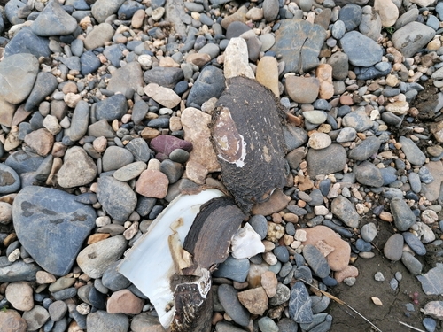 Amurean Freshwater Pearl Mussel