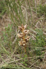 Orobanche teucrii