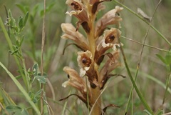 Orobanche teucrii
