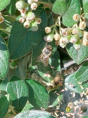 Apis mellifera