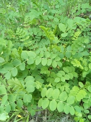 Astragalus glycyphyllos