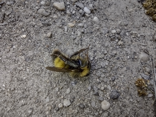 Čmeľ balkánsky (Bombus haematurus)