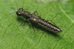 Stenus comma