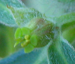 Euphorbia crotonoides image
