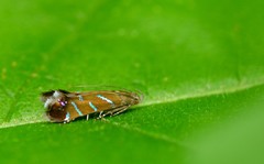 Strobisia proserpinella