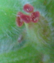 Euphorbia crotonoides subsp. crotonoides image