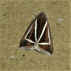 Chalciope delta