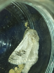 Parahypopta caestrum