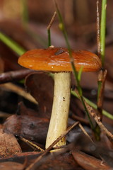 Cortinarius abnormis