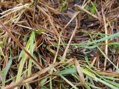Dolomedes fimbriatus