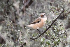 Saxicola maurus