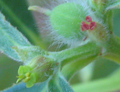 Euphorbia crotonoides image