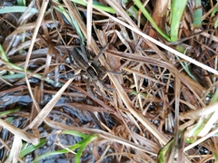 Dolomedes fimbriatus