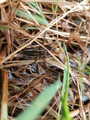 Dolomedes fimbriatus