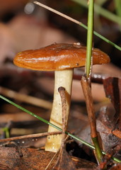 Cortinarius abnormis