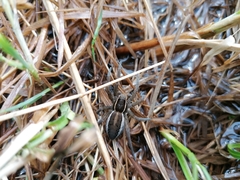 Dolomedes fimbriatus
