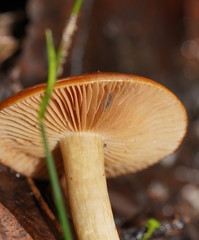 Cortinarius abnormis