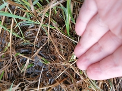 Dolomedes fimbriatus