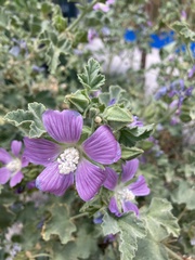 Malva