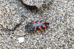 Acmaeodera quadrizonata