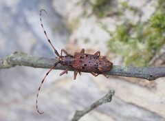 Pharsalia subgemmata