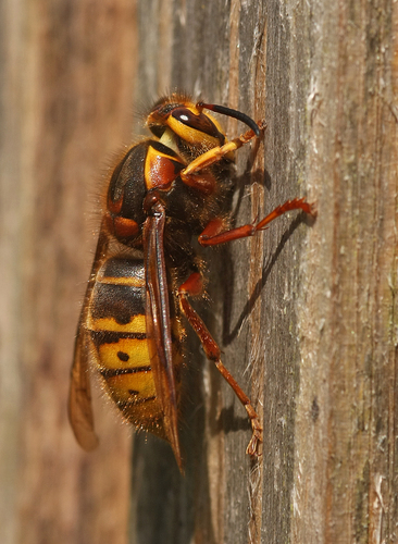 Vidutinioji Vapsva nuotrauka