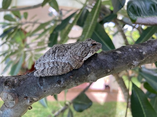 Foam Nest Frog, Chiromantis xerampelina