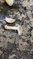 Lactarius pterosporus