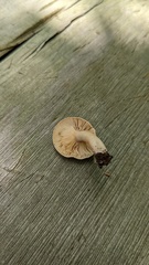 Lactarius pterosporus