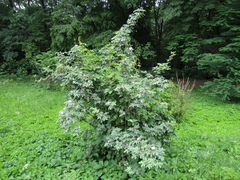 Rosa × kamtschatica