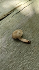 Lactarius pterosporus