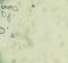 Lactarius pterosporus