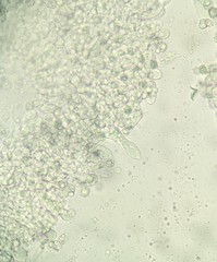 Lactarius pterosporus