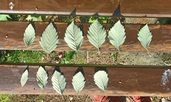 Karpatiosorbus meyeri