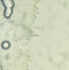 Lactarius pterosporus