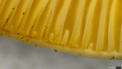 Lactarius pterosporus