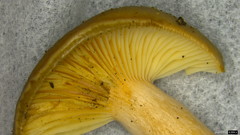 Lactarius pterosporus