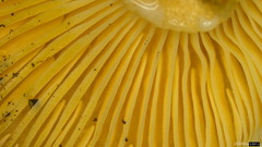 Lactarius pterosporus