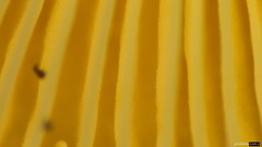 Lactarius pterosporus